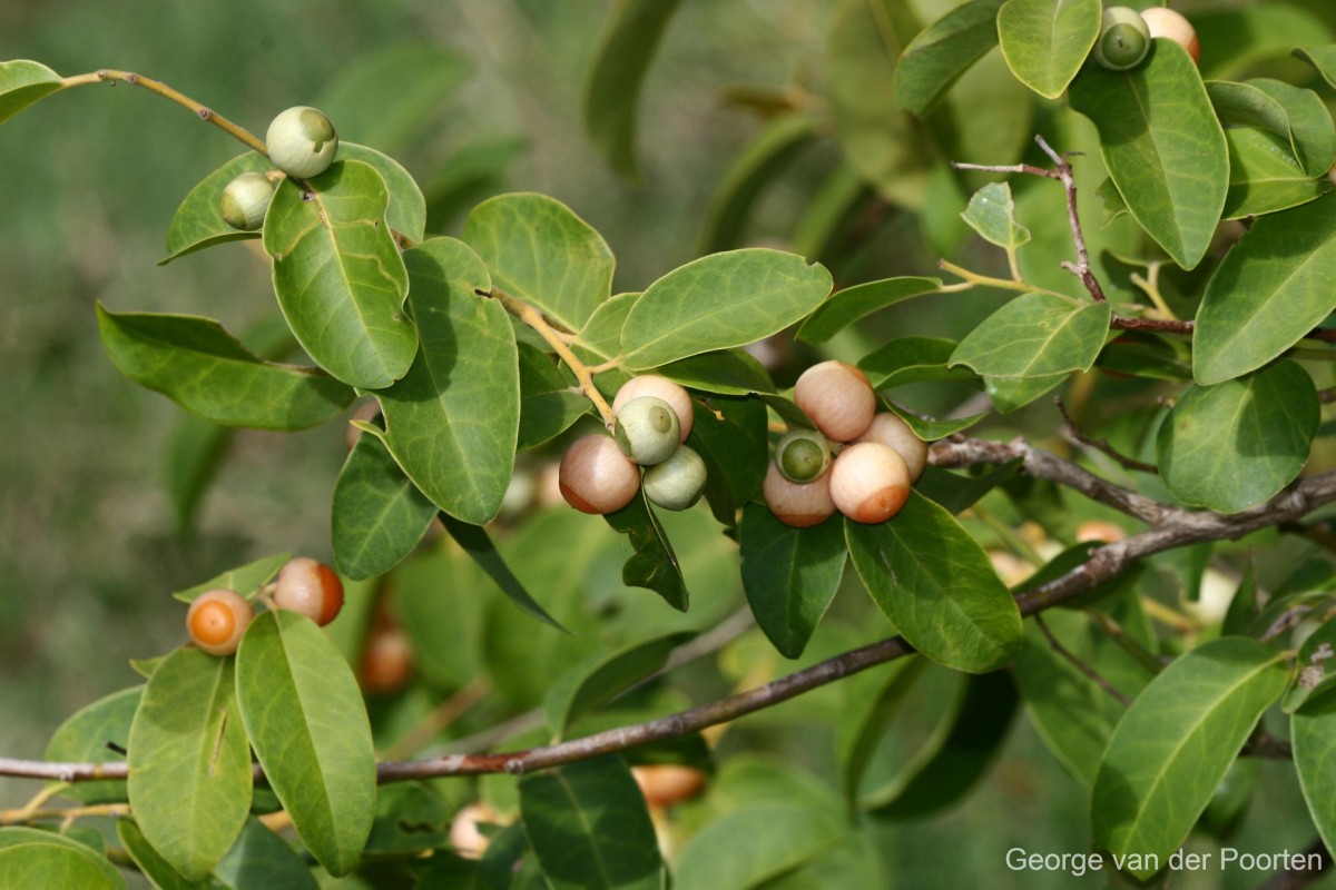 Olax scandens Roxb.